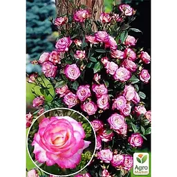 Саджанець Agro-Market Троянда плетиста Хендель (клас АА +) вищий сорт (20627) 1 шт. - мініатюра 2