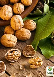 Саджанець Agro-Market Волоський горіх Буковинський 1 (середньостиглий термін дозрівання) 1 шт. в упаковці (42980) - мініатюра 2