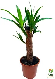 Саджанець Agro-Market LMTD Юкка на штамбі пальмовидна 3-х річна Yucca Treculeana (50-60см) (62824) - мініатюра 2
