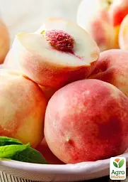 Саджанець Agro-Market Персик Фреш Вайт (біла м'якоть, середній термін дозрівання) 1 шт. в упаковці (176365) - мініатюра 3