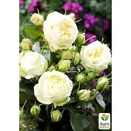 Троянда кущова Agro-Market Веддінг Піано Wedding piano саджанець класу АА+ вищий сорт 1 шт. в упаковці (52545) - мініатюра 2
