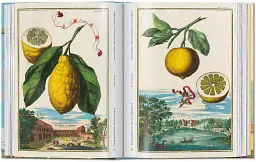 J. C. Volkamer. The Book of Citrus Fruits. 45th Edition - мініатюра 7