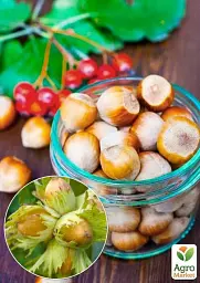 Саджанець Agro-Market Фундук Каталонський (перехресне запилення, садити по 2 шт.) 1 шт. в упаковці (43006) - мініатюра 2