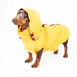 Вітровка для такс Hat-Dog куркума (XL-Long/Дівчинка)