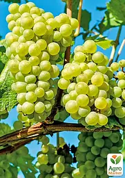 Саджанець Agro-Market Виноград Білоцерківський (ранній термін дозрівання, гармонійний смак з ноткою мускату) 1 шт. в пакуванні (178647) - мініатюра 2