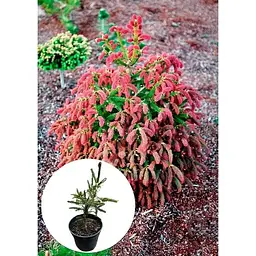 Саджанець Agro-Market Ялина 3-х річна карликова Rydal висота 15-20 см 1 шт. в упаковці (175125) - мініатюра 2