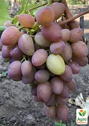 Саджанець Agro-Market Виноград Бонапарт (крупне гроно, соковита солодка ягода) 1 шт. в пакуванні (153789) - мініатюра 2