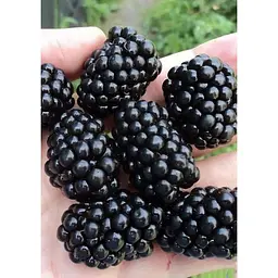 Саджанець Agro-Market Ожина ультрарання Лох Тей (Loch Tay) 1 шт. в упаковці (20751) - мініатюра 2