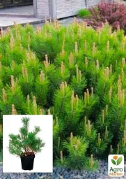 Саджанець Agro-Market Сосна гірська Мугус (Pinus mugo Mughus) S3 висота 20-30 см 1 шт. в упаковці (62742) - мініатюра 2
