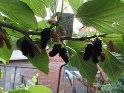 Саджанець Agro-Market Шовковиця чорна Чарівність (Charm) (преміальний великоплідний сорт, хворобостійкий) 1 шт. в упаковці (48234) - мініатюра 4