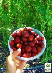 Саджанець Agro-Market Зизифус Китайський-60 (середній термін дозрівання) 1 шт. в упаковці (21391) - мініатюра 2