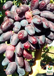 Саджанець Agro-Market Виноград Джованні (дуже раннього терміну дозрівання, не пошкоджується осами) 1 шт. в пакуванні (20235) - мініатюра 2