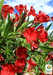 Саджанець Agro-Market Олеандр 3-х річний Hardy Red (висота 60-80см) (181472) - мініатюра 3