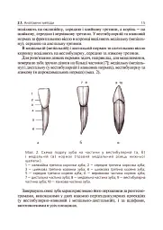 Основи клінічної морфології зубів - Рудольф Самусев - мініатюра 6