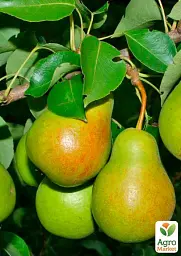 Саджанець Agro-Market Груша Мліївська Зимова (зимовий сорт, пізній термін дозрівання) 1 шт. в упаковці (178393) - мініатюра 2