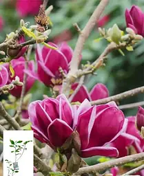 Магнолія Agro-Market Genie щеплена 4-річна суланжа висота 60-80 см 1 саджанець в упаковці - мініатюра 2
