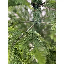 Ялинка штучна Hvoya Forest 180 см лита зелена з салатовими кінчиками - мініатюра 5