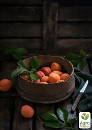 Саджанець Agro-Market Абрикос Сатурн (ранній термін дозрівання) 1 шт. в упаковці (21022) - мініатюра 4