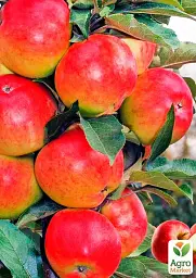 Саджанець Agro-Market Яблуня колоновидна Джин (зимовий сорт, пізній термін дозрівання) 1 шт. в упаковці (35441) - мініатюра 2