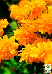 Саджанець Agro-Market Керія японська Golden Guinea (великі махрові квітки) (120911) - мініатюра 2
