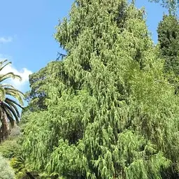Кипарис Гімалайський 2-х річний (Cupressus Torulosa) С1,5 висота 30-35см (189747) 1 саджанець