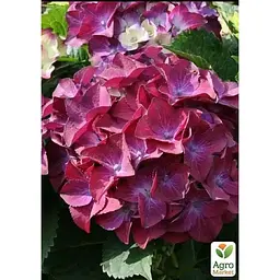 Саджанець Agro-Market Гортензія великолистна 2-х річна Hot Red Purple висота саджанця 25-45 см (183489) 1 шт. в упаковці - мініатюра 2