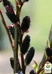 Верба тонкостовбурна чорна "Меланостахіс" (Salix gracilistyla "Melanostachys") висота 25-40см (62191) 1 саджанець - мініатюра 5
