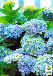 Саджанець Agro-Market LMTD Гортензія крупнолиста квітуча 3-х річна Magical Revolution Blue (30-40см) (62419) - мініатюра 3