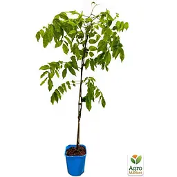 Саджанець Agro-Market Гліцинія 3-х річна китайська Блу сапфір (Wisteria chinensis Blue Sapphire) С2 (57024) 1 шт. в упаковці - мініатюра 4