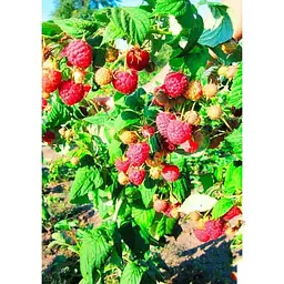 Саджанець Agro-Market Малинове дерево Богатир 1 шт. в упаковці (37026) - мініатюра 2