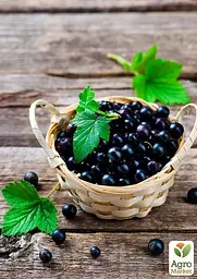 Саджанець Agro-Market Смородина чорна Бен Конан (Ben Connan) ранній термін дозрівання, зимостійкий сорт) 1 шт. в пакуванні (44816) - мініатюра 3