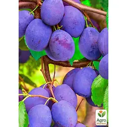 Саджанець Agro-Market Слива Блек Бьюті укорінена в контейнері (саджанець 2 роки) (101580) - мініатюра 4