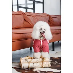 Комбінезон Pet Fashion Cherry S2 для дівчаток для собак - мініатюра 7