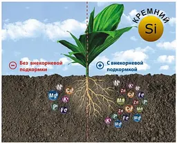 Ґрунтополіпшувач для плодово-ягідних AdSoil Fruit 2.2 л - мініатюра 3