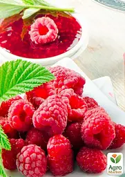 Саджанець Agro-Market Малинове дерево Малинова насолода (Сrimson delight) преміальний, плодоносний, високоврожайний сорт) 1 шт. в пакуванні (47689) - мініатюра 3