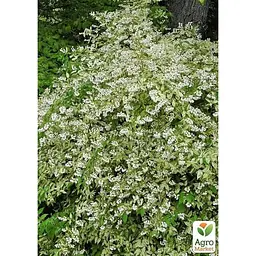 Саджанець Agro-Market Дейція витончена Variegata (177272) 1 шт. в упаковці - мініатюра 2