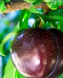 Саджанець Agro-Market Алича Блек Голд (літній сорт, середній термін дозрівання) (40001) 1 шт. в упаковці - мініатюра 2