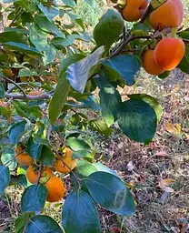 Саджанець Agro-Market Хурма на віргінській морозостійкій підщепі Зенджи мару (Шоколадниця) вищий сорт! (35901) 1 шт. в упаковці - мініатюра 2