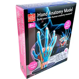 Набір для досліджень Edu-Toys Модель руки збірна 16.5 см (SK058) - мініатюра 4