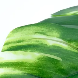 Штучне листя Engard Monstera Alba 71 см (TW-53) - мініатюра 5