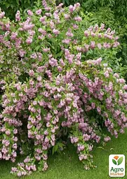 Саджанець Agro-Market Дейція гібридна Strawberry Fields (177059) - мініатюра 3