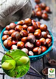 Саджанець Agro-Market Фундук Косфорд (середній термін дозрівання, перехресне запилення, садити по 2 шт.) 1 шт. в упаковці (24612) - мініатюра 2