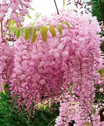 Гліцинія Agro-Market Вістерія Floribunda Rosea 2-річна висота 50-70 см з Нідерландів 1 саджанець в упаковці (184896) - мініатюра 3