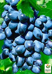 Саджанець Agro-Market Виноград Чорний Смарагд (кишмиш, ранній термін дозрівання, морозостійкість до -26⁰С) 1 шт. в пакуванні (48709) - мініатюра 2