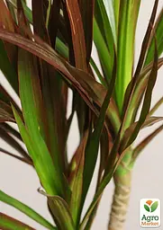 Саджанець Agro-Market Драцена Magenta кімнатна 45-65 см 1 шт. в упаковці (182535) - мініатюра 2