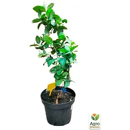 Саджанець Agro-Market Жимолость Гекротта American Beauty, висота 50-90см, С2 (90917) 1 саженец в упаковке - мініатюра 2