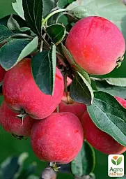 Саджанець Agro-Market Яблуня колоновидна Райка (осінній сорт) 1 шт. в упаковці (50912) - мініатюра 2