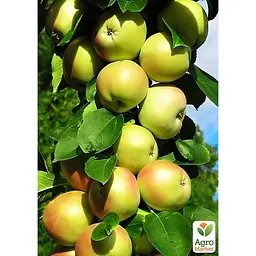 Саджанець Agro-Market Яблуня колоновидна Болеро укорінена в контейнері (саджанець 2 роки) (153133) - мініатюра 3