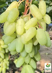 Саджанець Agro-Market Виноград Алінка (надранній, двостатевий, великий виноград із солодкою, хрусткою, тонкошкірою ягодою) 1 шт. в пакуванні (182147) - мініатюра 2