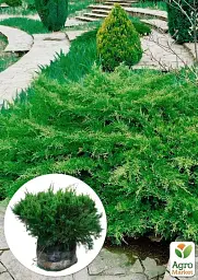 Саджанець Agro-Market Ялівець середній Pfitzeriana (ком/сітка) діаметр 50-60 см 1 шт. в упаковці (175611) - мініатюра 2